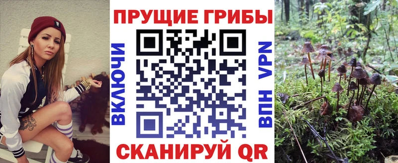 Галлюциногенные грибы Psilocybine cubensis  Медвежьегорск 